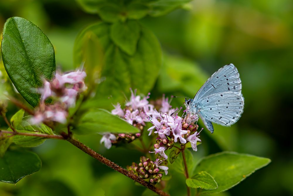 Bläuling_MG_0428