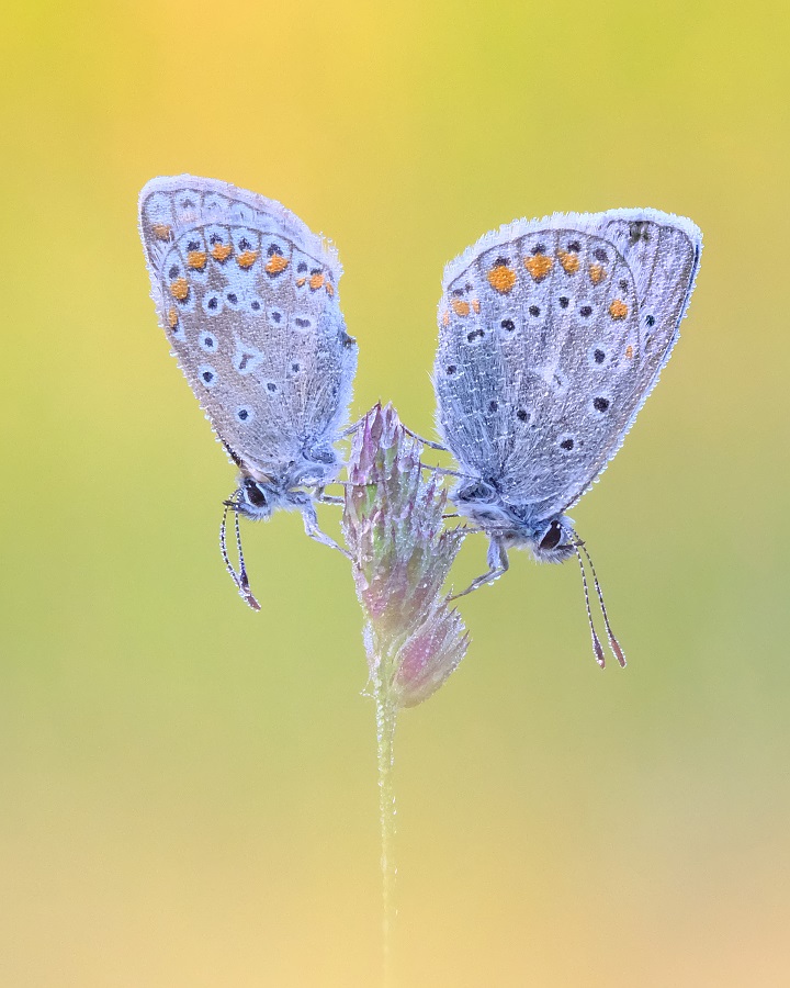 Bläulings Duo