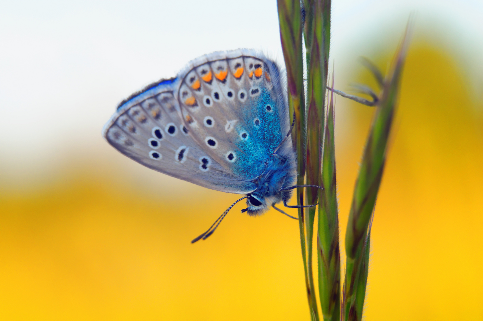 Bläulings Falter in der Blaue Stunde