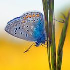 Bläulings Falter in der Blaue Stunde