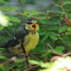 Bläulings-Vogel