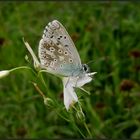 Bläulingsbesuch...