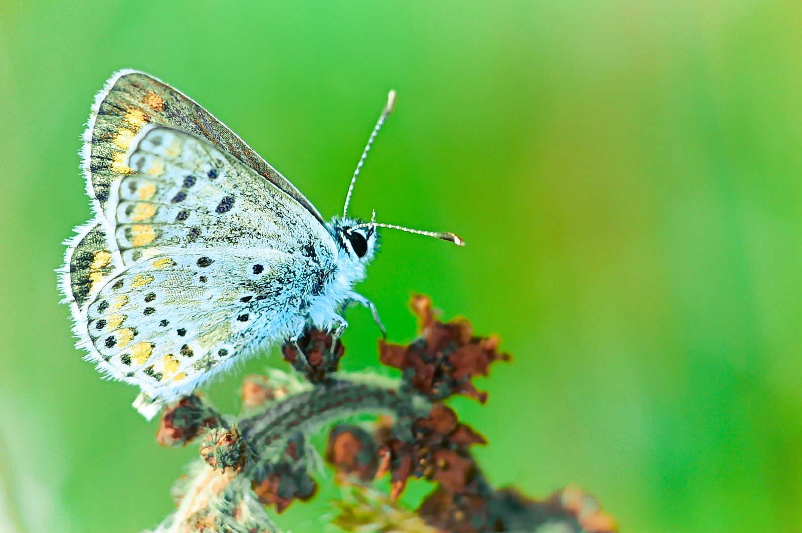 Bläulingsleuchten - Butterfly und Farbenspiel....