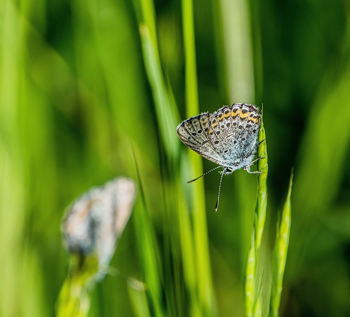 Bläulingsmännchen mitten im Gras