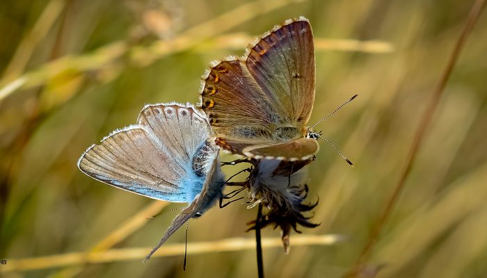 Bläulingspaarung