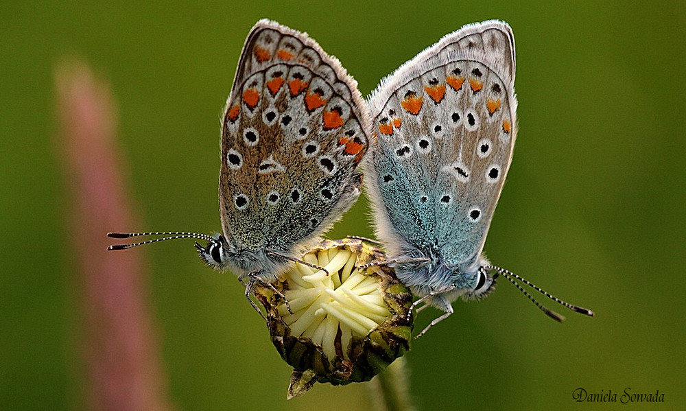 Bläulingspäärchen