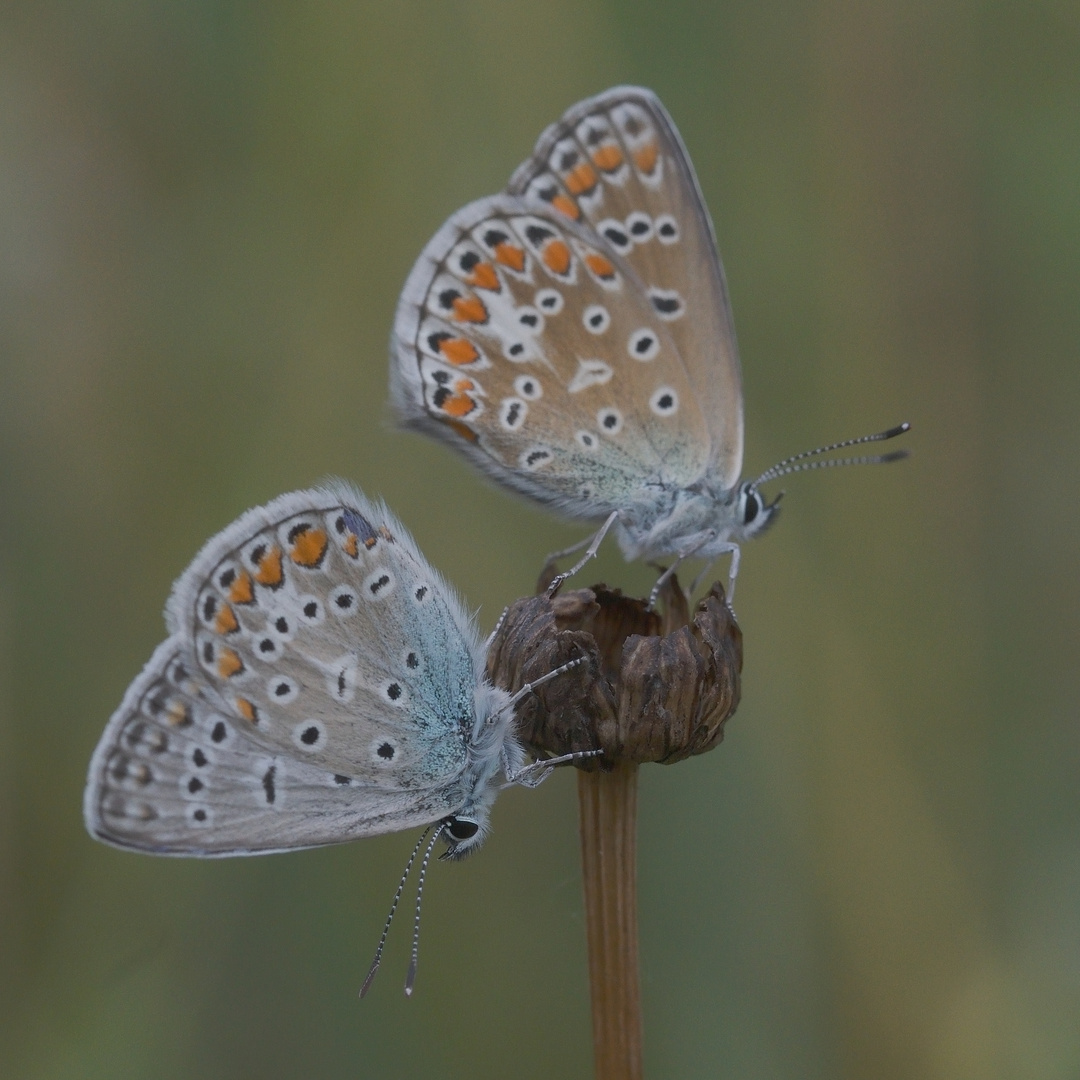 Bläulingspärchen