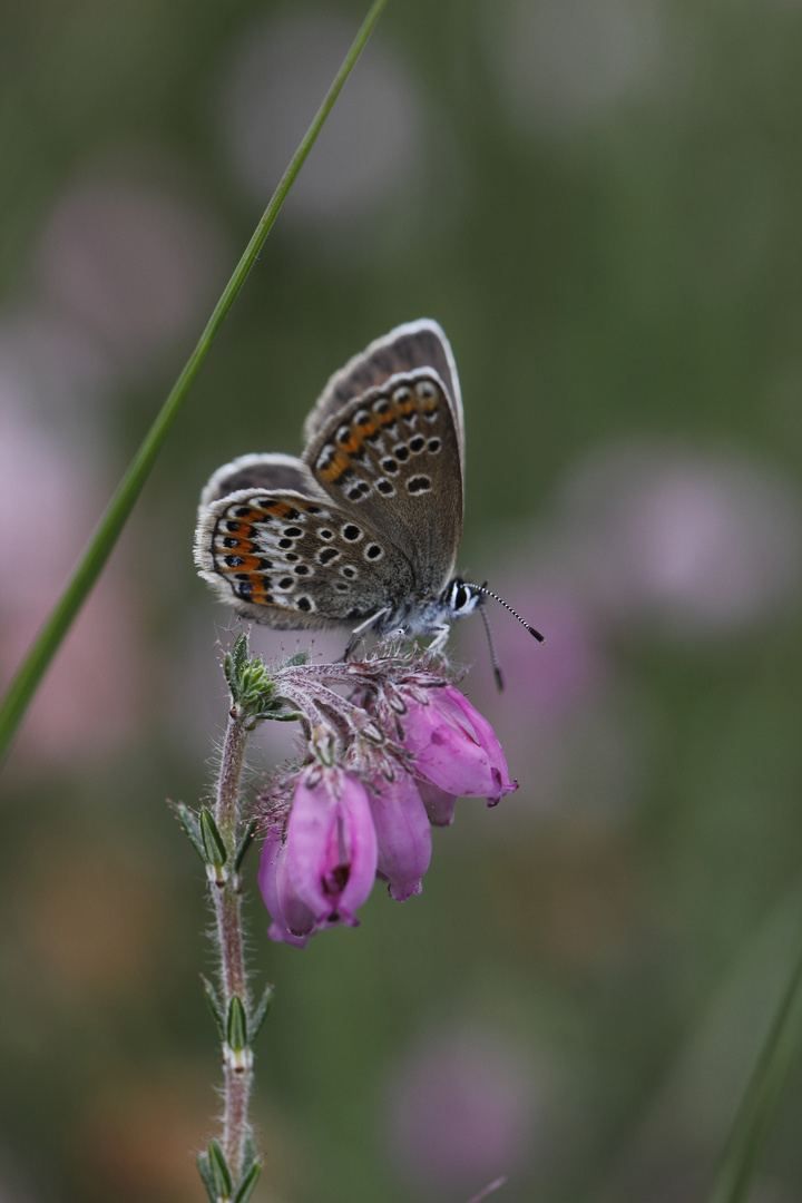 Bläulingsweibchen auf Glockenheide