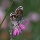 Bläulingsweibchen auf Glockenheide