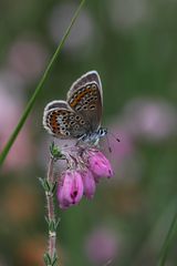 Bläulingsweibchen auf Glockenheide