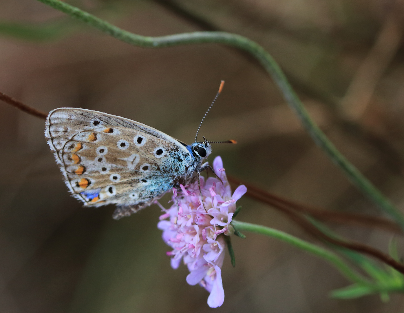 Bläulung auf Scabiose