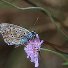 Bläulung auf Scabiose