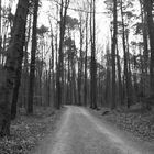 Blair Witch im Sieben-Tisch-Wald