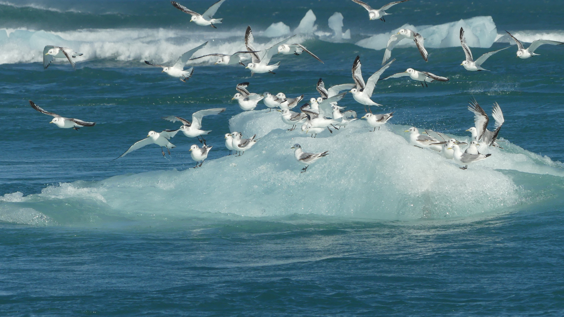 Blanc, Bleu.