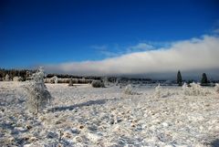 Blanc-bleu belge