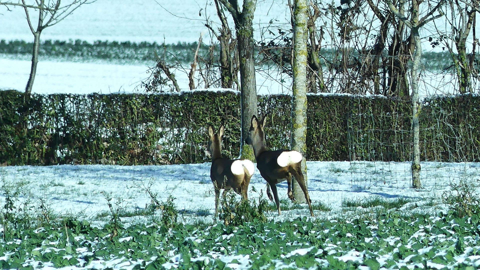 Blanc comme neige.