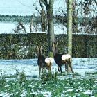 Blanc comme neige.