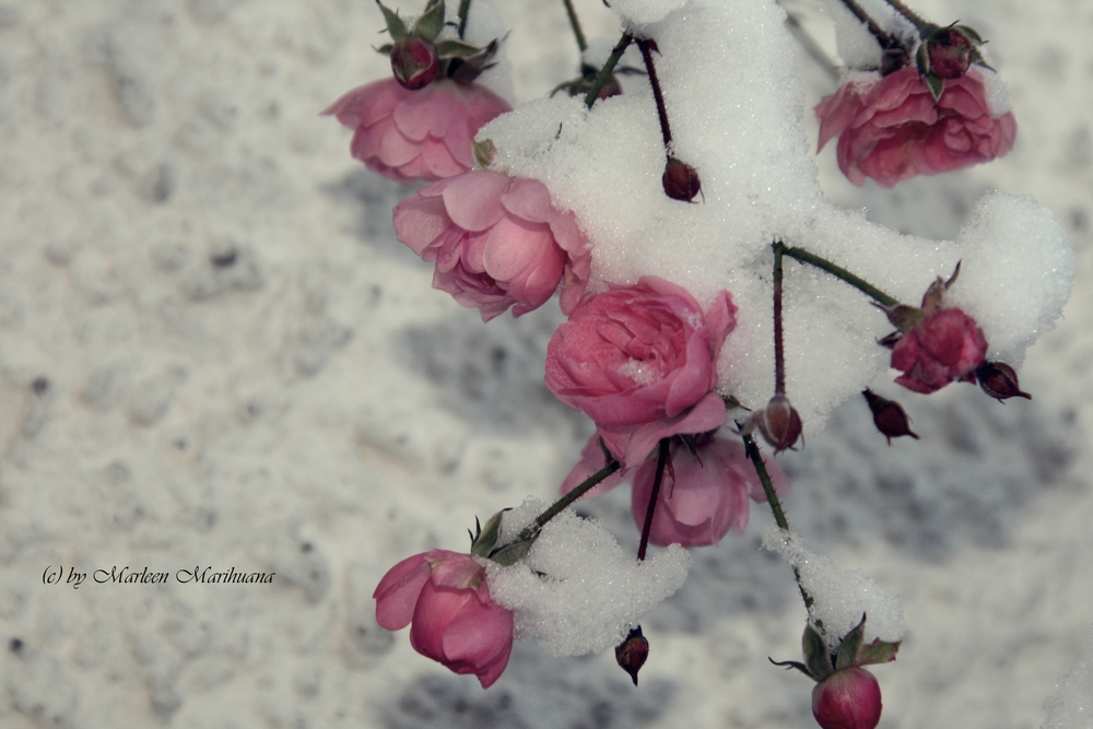 blanc comme neige..