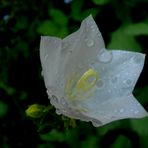 BLANC DE BLANC