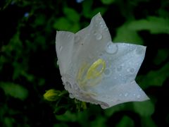 BLANC DE BLANC