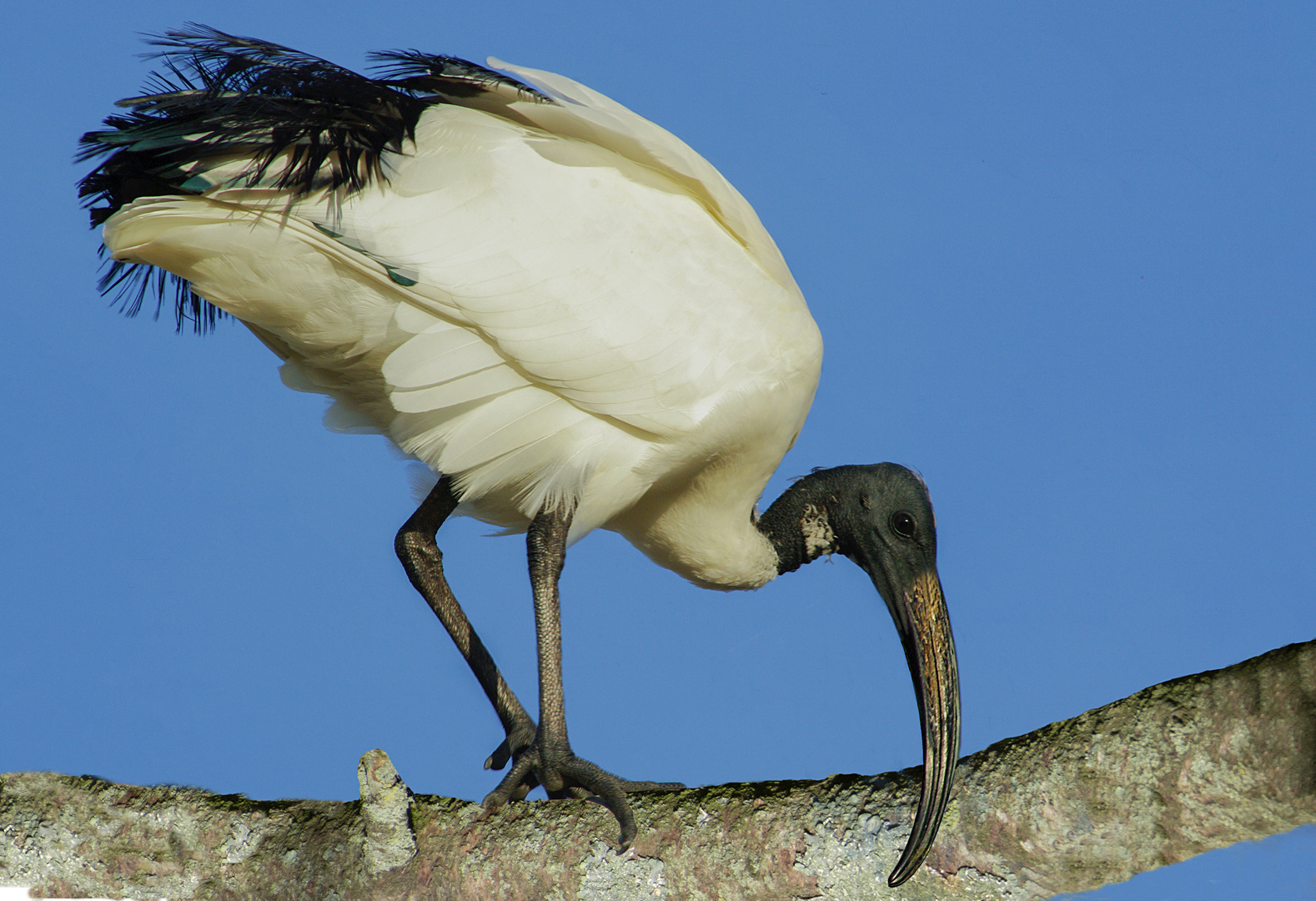 Blanc et noir (Threskiornis aethiopicus, ibis sacré)