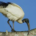 Blanc et noir (Threskiornis aethiopicus, ibis sacré)