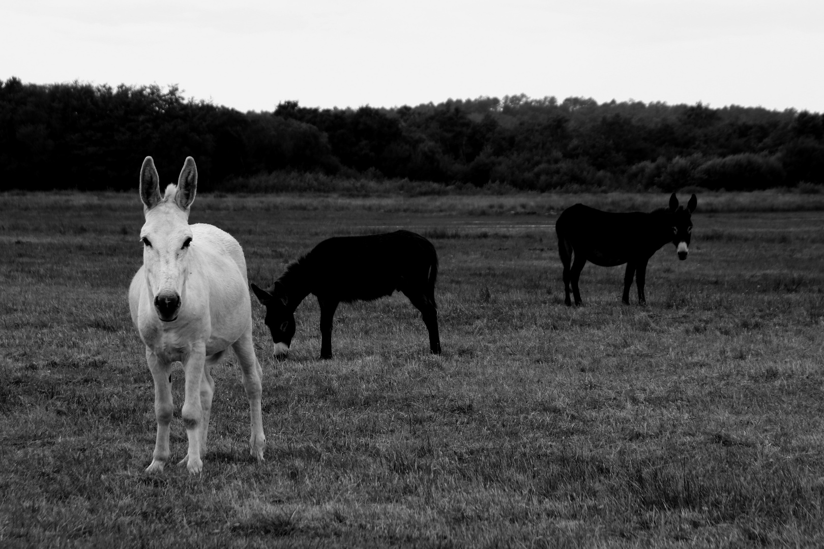 blanc et noirs !!!