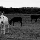 blanc et noirs !!!