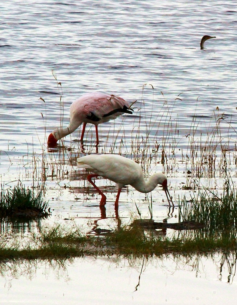 blanc et rose