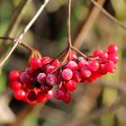 Blanc et rouge