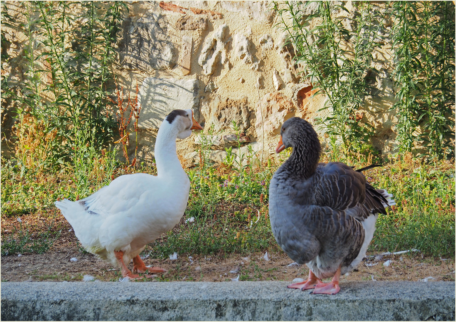 Blanc – Gris