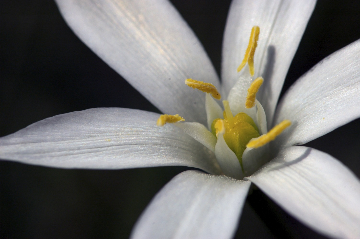 Blanc i groc sobre negre