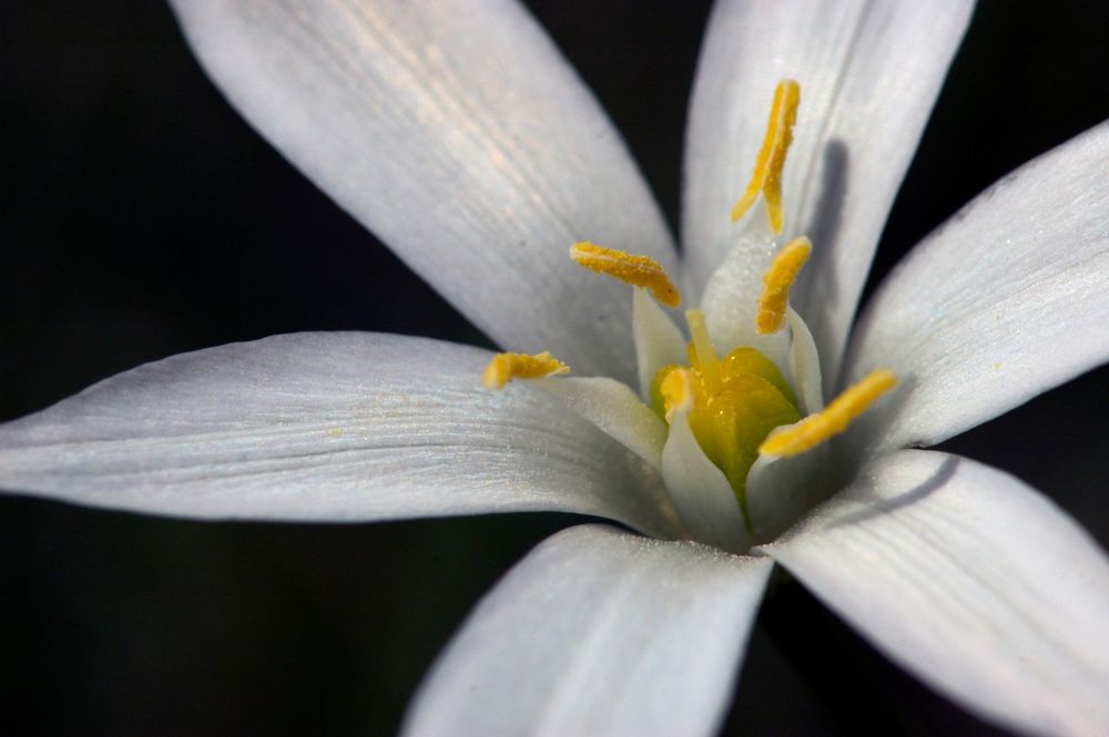 Blanc i groc sobre negre