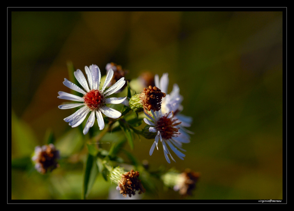 Blanc Nature