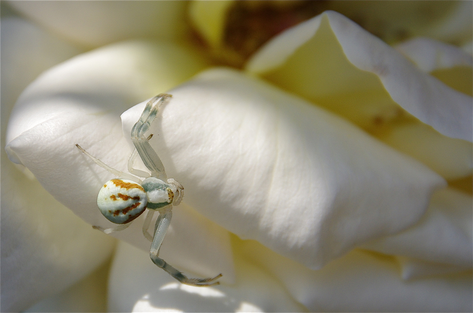 Blanc sur blanc