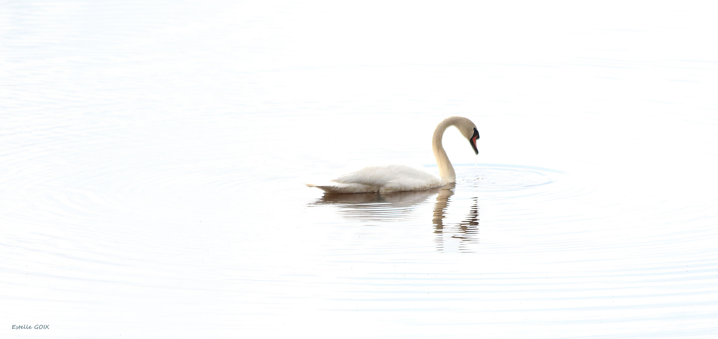 Blanc sur blanc