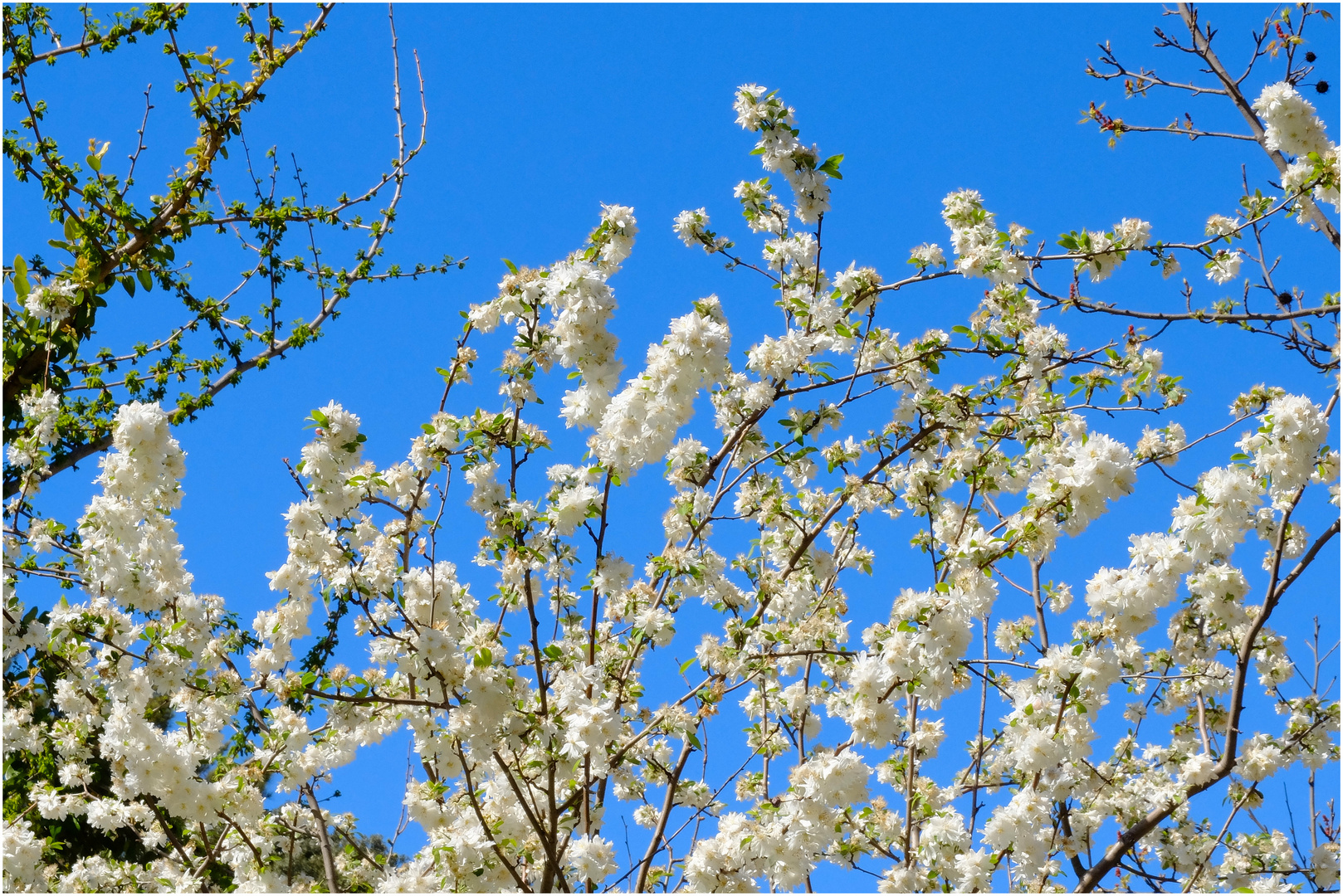 Blanc sur bleu