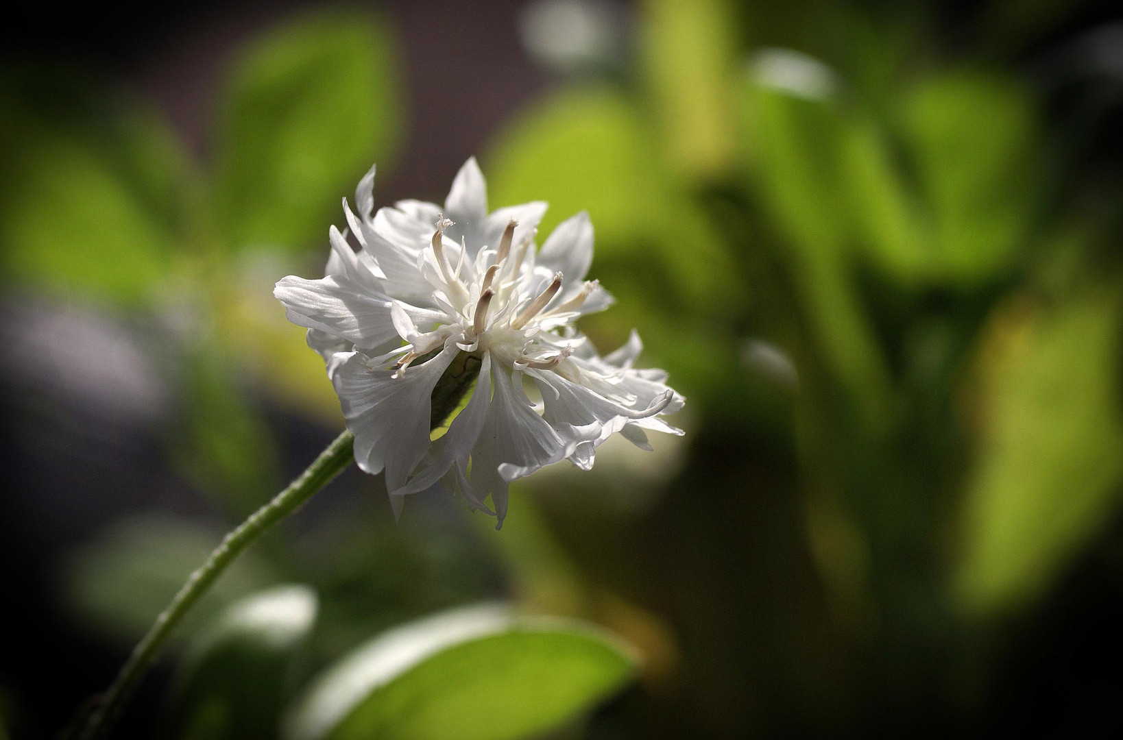 blanc sur vert