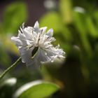 blanc sur vert