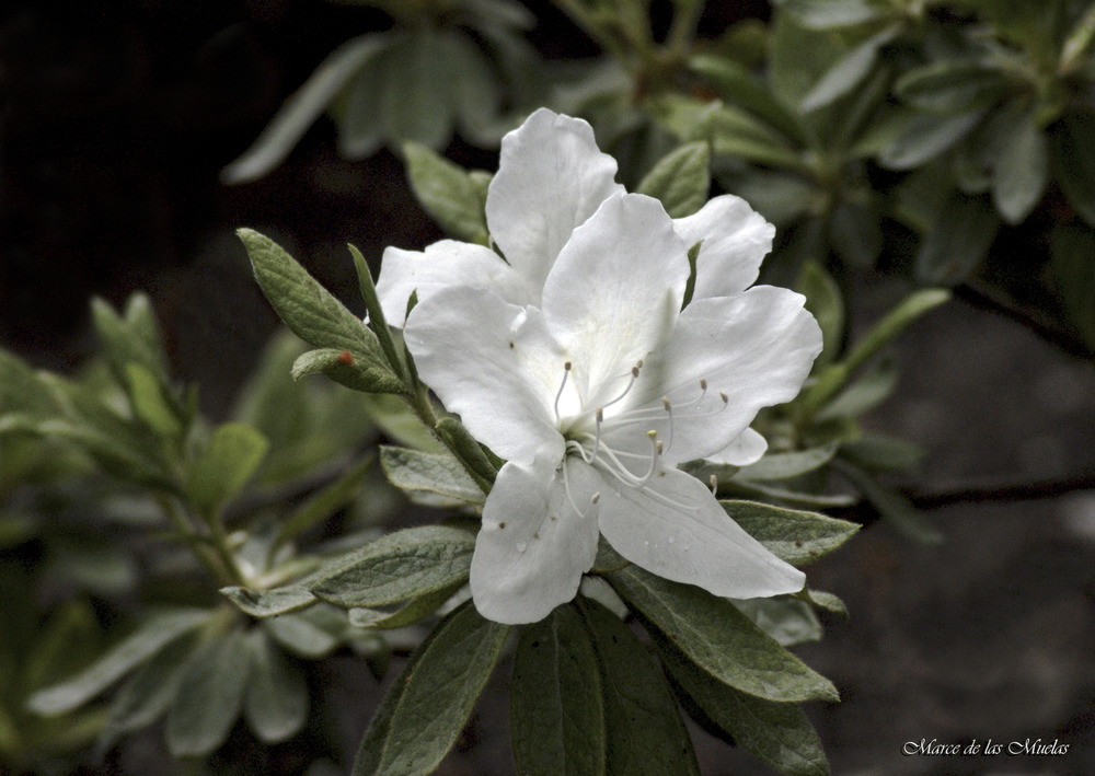 ...blanca de luz...