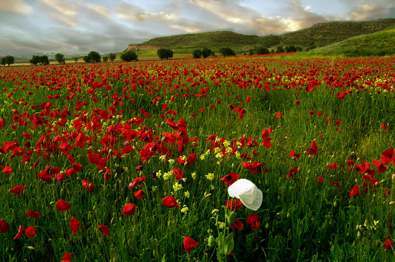 Blanca entre rojas