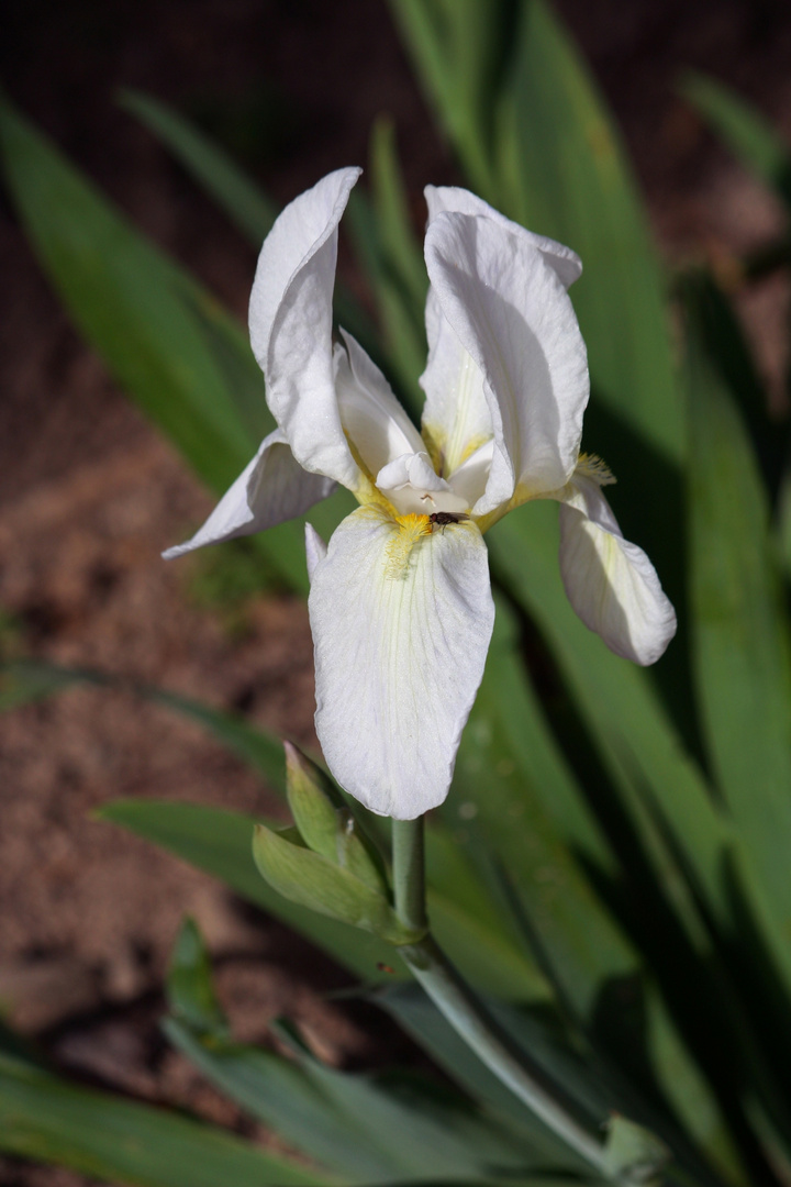 blanca flor