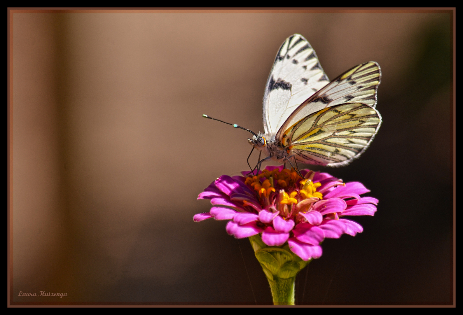 Blanca mariposa