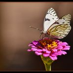 Blanca mariposa