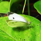 Blanca mariposa!