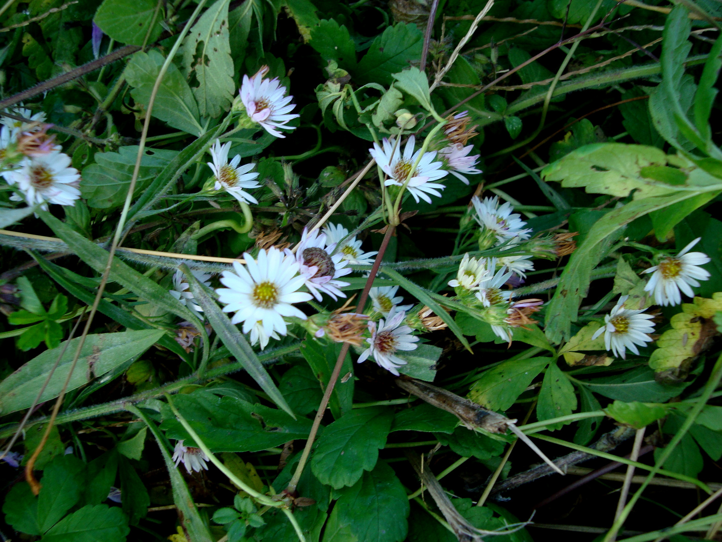  Blancas en el verdes hojas 