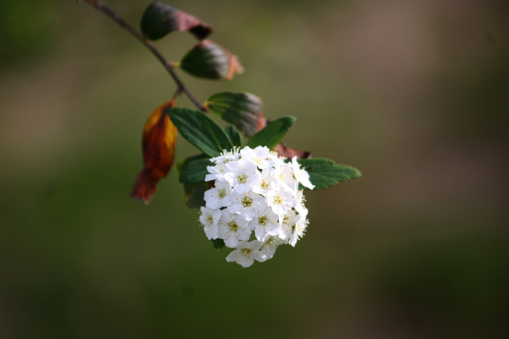 blancas flores