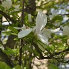 Blanche Magnolia