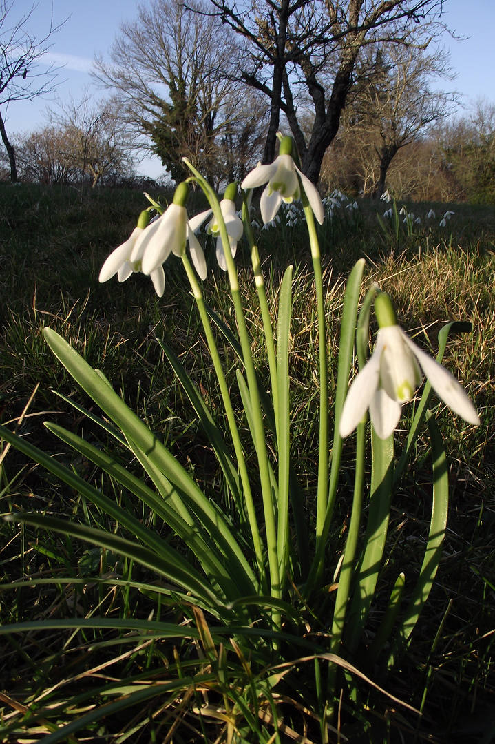 blanches de mars