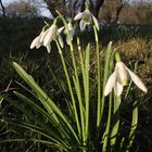 blanches de mars